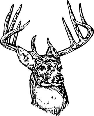 DEER006