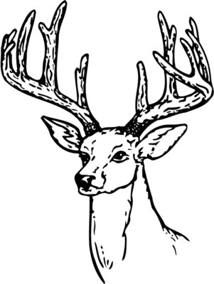 DEER009